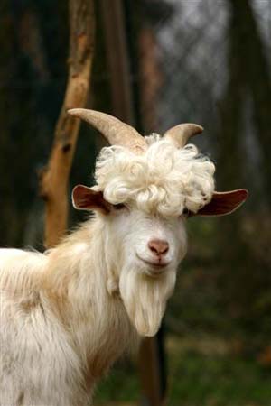 Capra