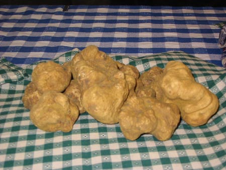 tartufi