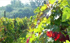 VINI "IL VINO DEI PADRI"